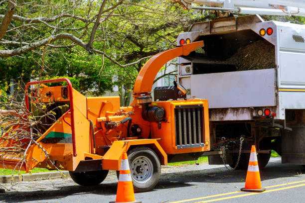 Best Tree Disease Treatment  in Dallesport, WA